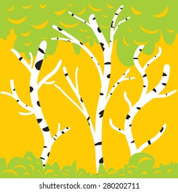 Birch trees background for you design
