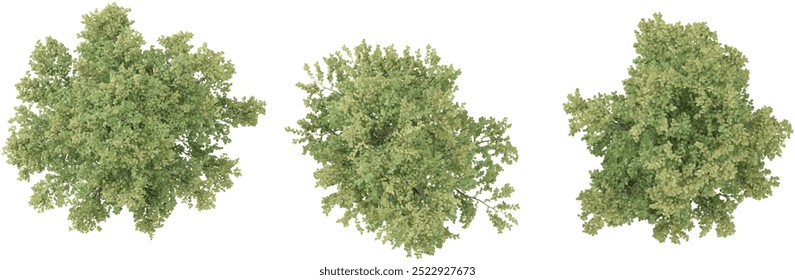 Birch Trees collection with realistic style from top view
