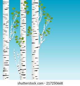 Birch trees with green leaves background