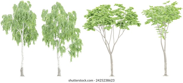 Birch trees isolated on white background, tropical trees isolated used for architecture