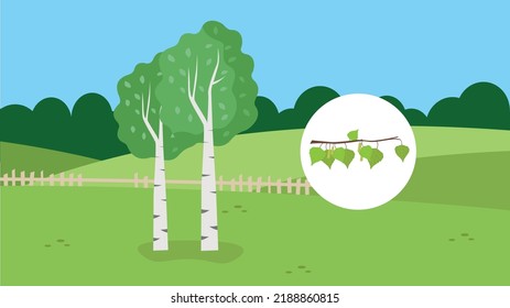 birch trees on the background of the field