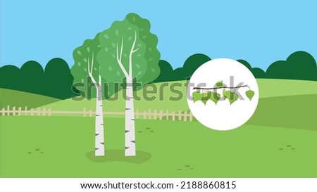 birch trees on the background of the field