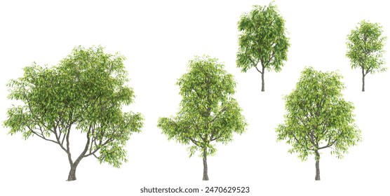 Birch trees with transparent background, 3D rendering, for illustration