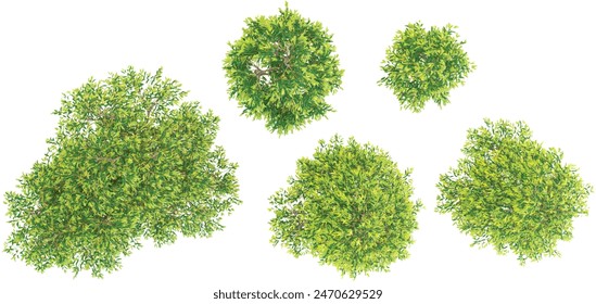Birch trees with transparent background, 3D rendering, for illustration from the top view