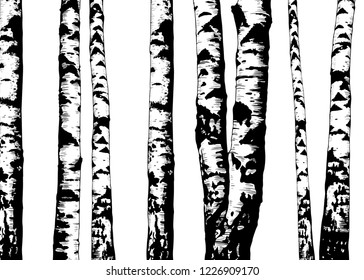 Birch trees. Vector background. Hand drawn vector illustration in sketch style.  Nature template.