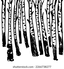 Birch trees. Vector background. Hand drawn vector illustration in sketch style. Nature template.