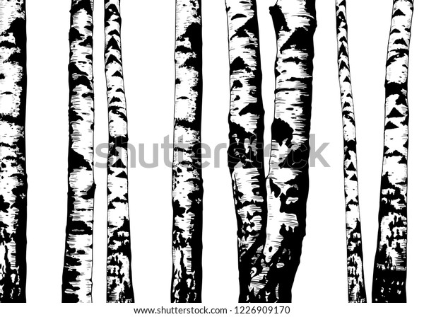 \
Birch trees. Vector\
background. Hand drawn vector illustration in sketch style.  Nature\
template.