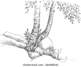 birch trunks and rocks drawing by pencil, sketch of wild nature, forest doodle, hand drawn vector illustration