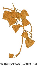 Galho de vidoeiro - ilustração de vetor desenhado à mão.