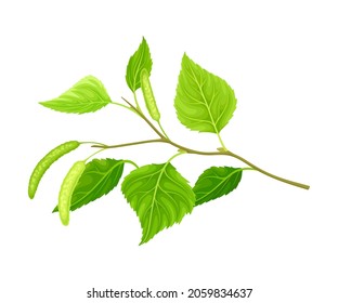 Birch twig with leaves and aments. Spring season design element, Betula Pendula or Silver birch tree vector illustration