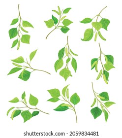 Birch twigs with leaves and aments set. Betula Pendula or Silver birch tree branches vector illustration