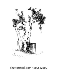 Birch, vector illustration