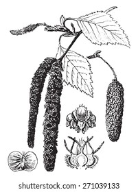 Birch, vintage engraved illustration. La Vie dans la nature, 1890.
