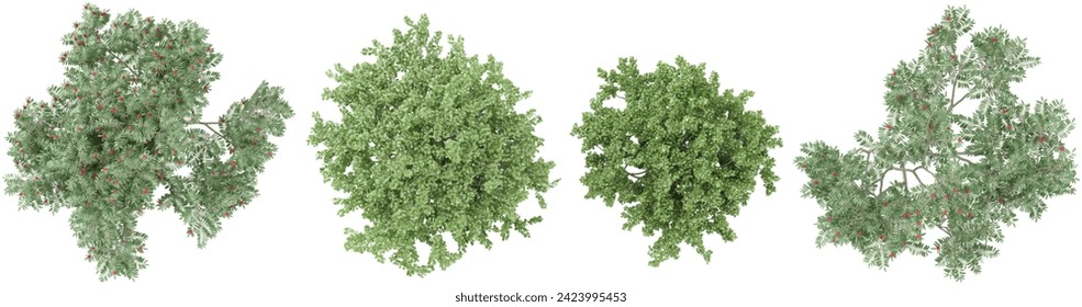 Birch,Deciduous trees collection of top view isolated on transparent background