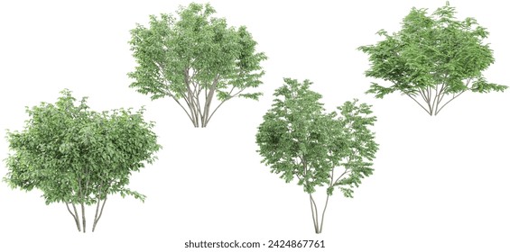 Birch,Dogwood trees on transparent background, for illustration, digital composition, and architecture visualization svg