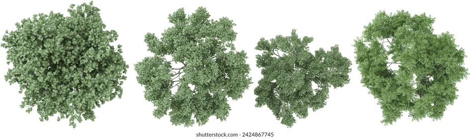 Birch,Dogwood trees from the top view isolated white background svg