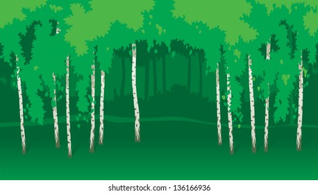 Birches. Horizontal vector  landscape with green trees.