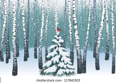 Birches in the winter forest