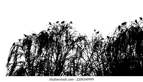 birchwood . Silhouette of a birch grove. Vector illustration