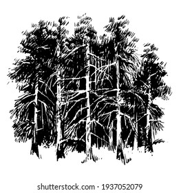 birchwood, vector, black-and-white computer graphics, drawing a feather, a picturesque sketch, EPS, a background for wall-paper both for printing and on fabric