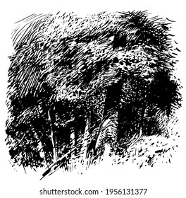 birchwood, vector, black-and-white computer graphics, drawing a feather, a picturesque sketch, EPS, a background for wall-paper both for printing and on fabric