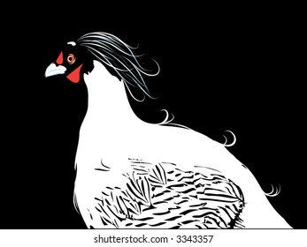 bird