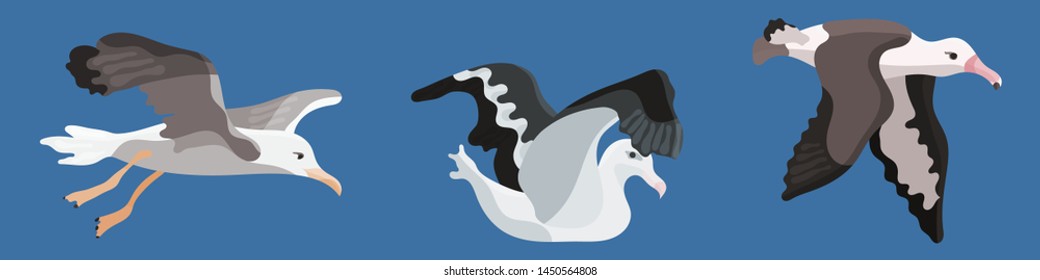 bird albatross flat style cartoon collection bright