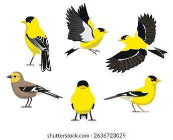 Bird American Goldfinch Various Poses Fly Cartoon Vector