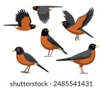 Bird American Robin Various Poses Cartoon Vector Character