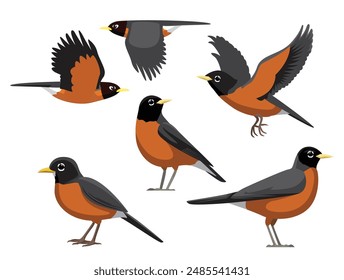 Bird American Robin Various Poses Cartoon Vector Character