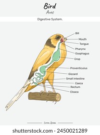 Bird Anatomy Digestive system. Diagram showing Internal Parts of Canary bird. Canary bird Digestive system. for biology science education