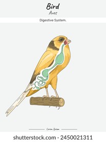 Bird Anatomy Digestive system. Diagram showing Internal Parts of Canary bird. Canary bird Digestive system. for biology science education