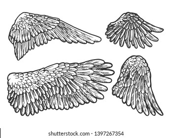 Bird angel wings set sketch engraving vector illustration. Scratch board style imitation. Black and white hand drawn image.