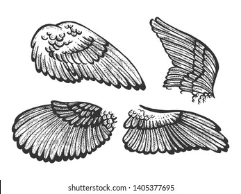 Bird angel wings set sketch engraving vector illustration. Scratch board style imitation. Black and white hand drawn image.