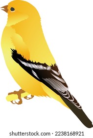 Ilustración de goldfinch para animales de pájaro en américa dorada aislada en fondo blanco.