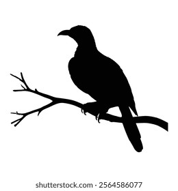 bird, animal, illustration, feather,  wildlife, , painting, horizontal, ornate, artistic, black and white, delicate vector 