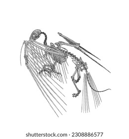 Bird animal skeleton vector illustration isolated on white background, Hand draw skeleton raven. Digital doodle Animal skull bones, skeleton vector silhouette illustration isolated on white background