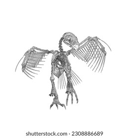 Bird animal skeleton vector illustration isolated on white background, Hand draw skeleton raven. Digital doodle Animal skull bones, skeleton vector silhouette illustration isolated on white background