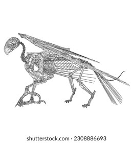 Bird animal skeleton vector illustration isolated on white background, Hand draw skeleton raven. Digital doodle Animal skull bones, skeleton vector silhouette illustration isolated on white background