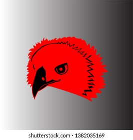 bird animal vector of eagle logo and falcon head with hawk design of creative mascot