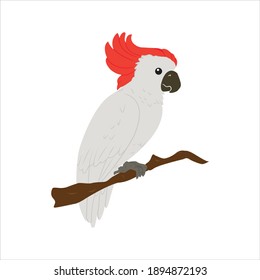 Ilustración De Aves Para Vectores Animales
