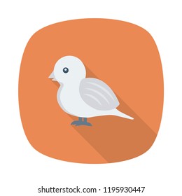 bird  Animals Wildlife