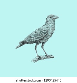 Bird Artwork Illustration