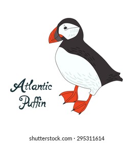 Bird atlantic puffin vector illustration