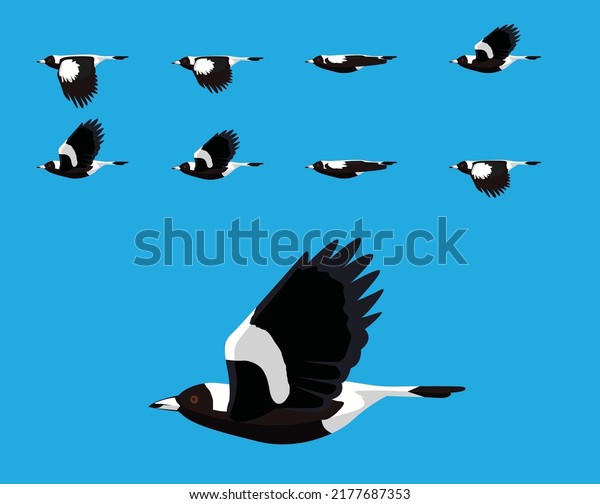 Bird Australian Magpie Flying Cartoon Vector\
Animation Frame