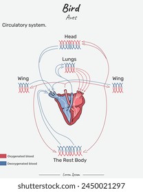 Ilustración del sistema circulatorio de Bird Aves. Diagrama que muestra el sistema circulatorio interno de aves para la educación en ciencias biológicas