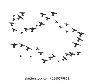 Bird background Template vector illustration - Vector
