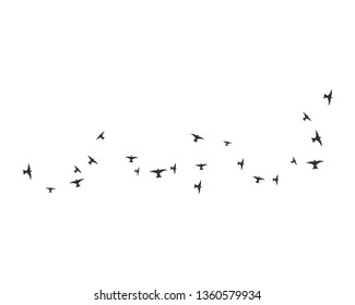 Bird background Template vector illustration - Vector