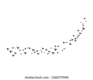 Bird background Template vector illustration - Vector
