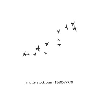 Bird background Template vector illustration - Vector